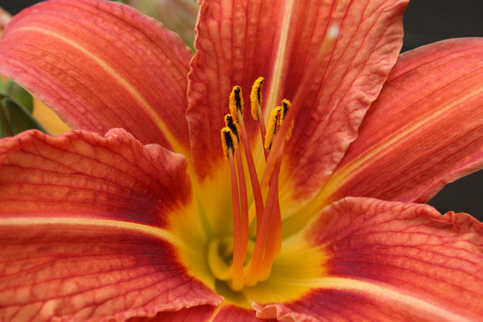 Lilien