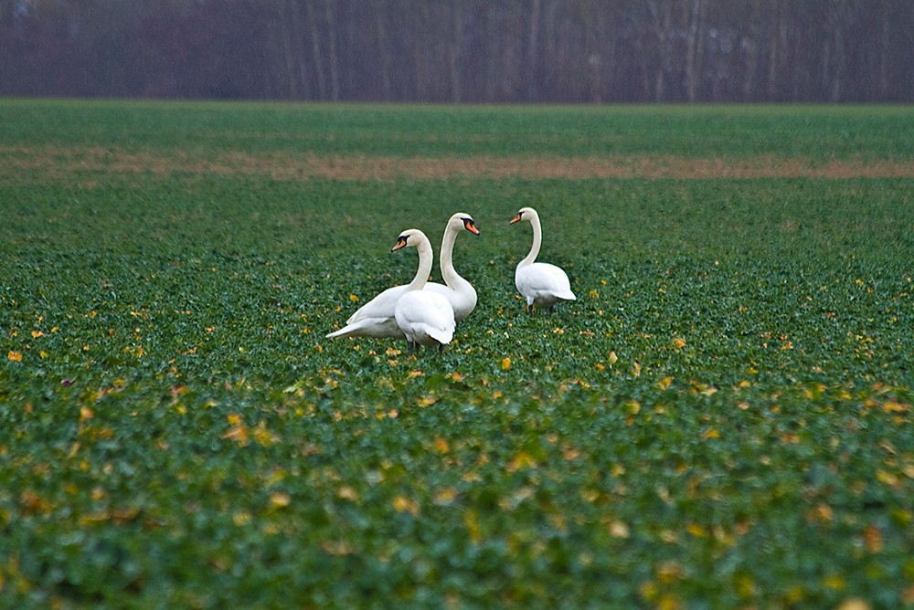 Höckerschwäne nach der Malzeit auf einem Feld