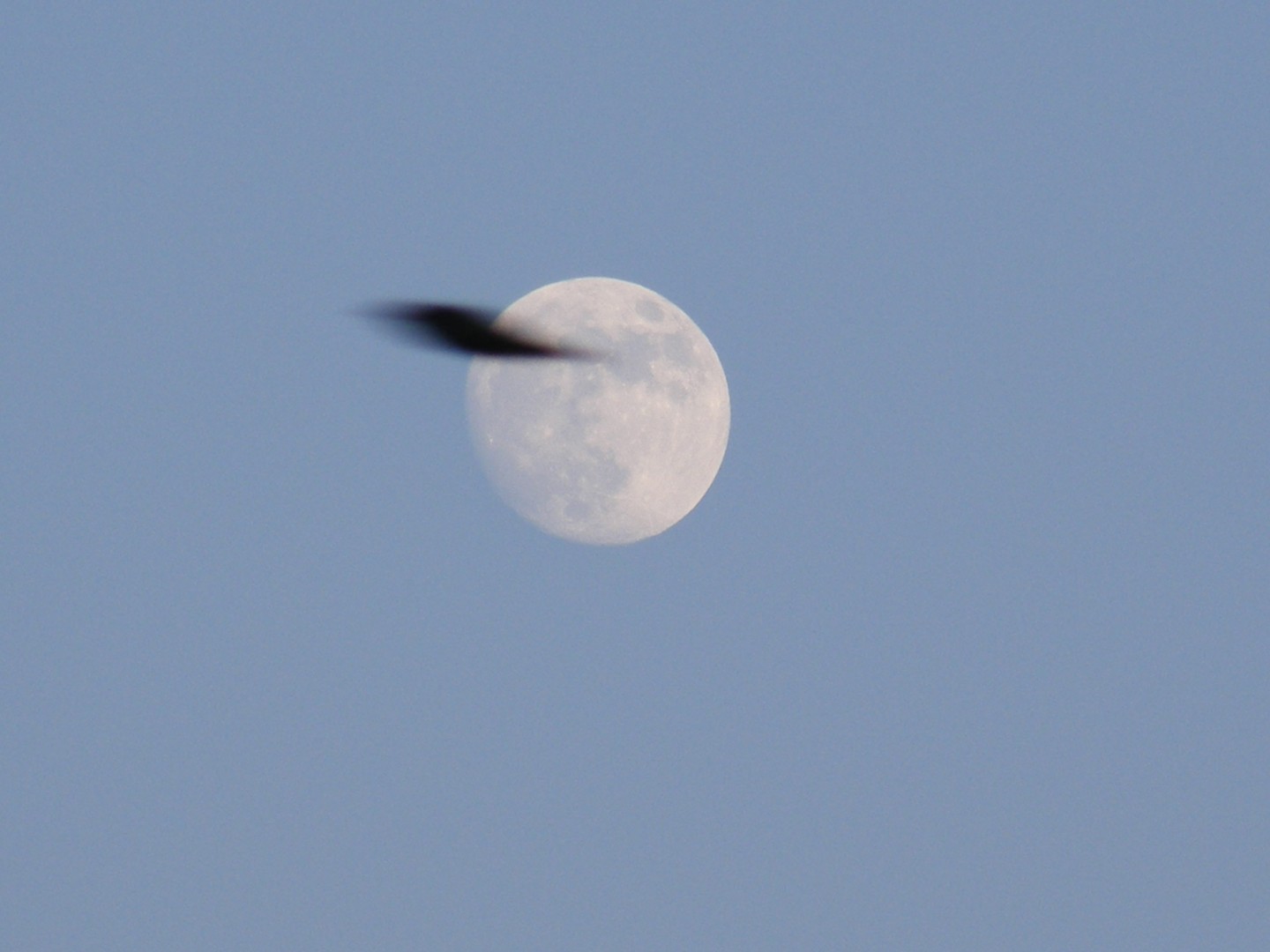 Mond + Fledermaus