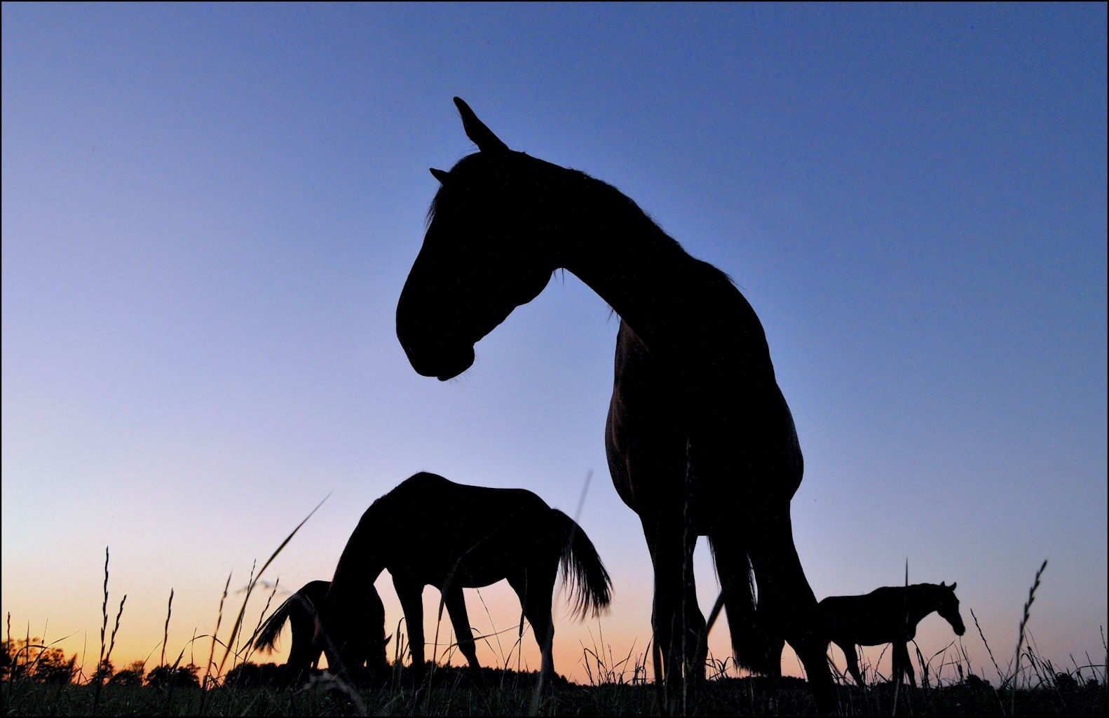 Pferde in der Dämmerung