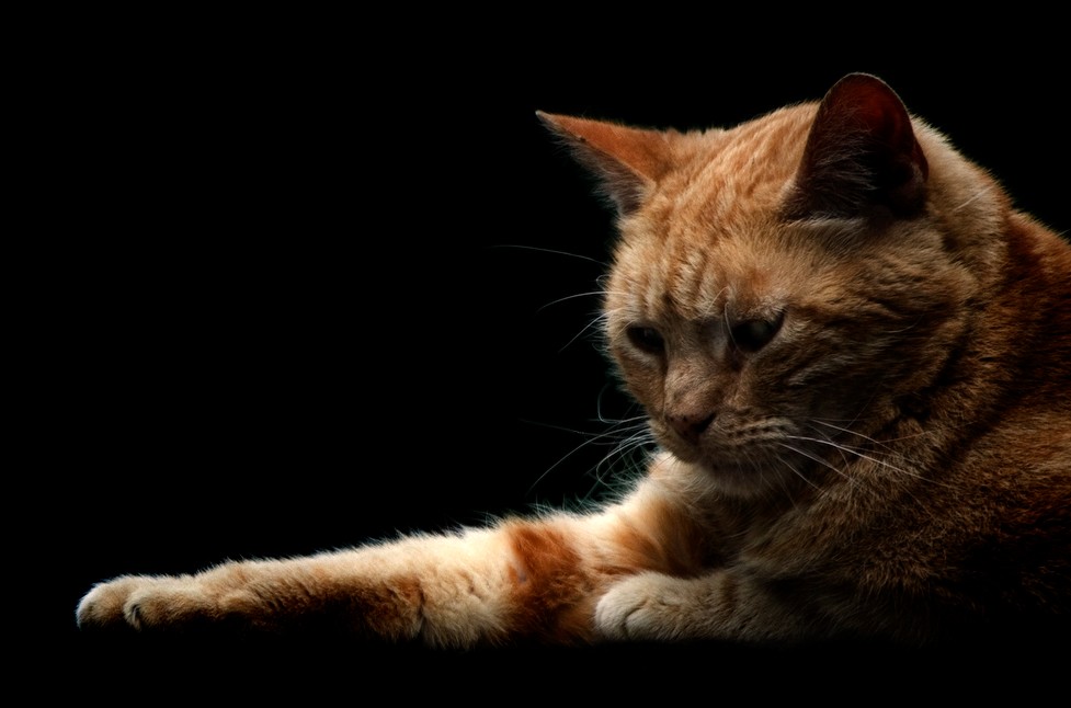 lazy cat
