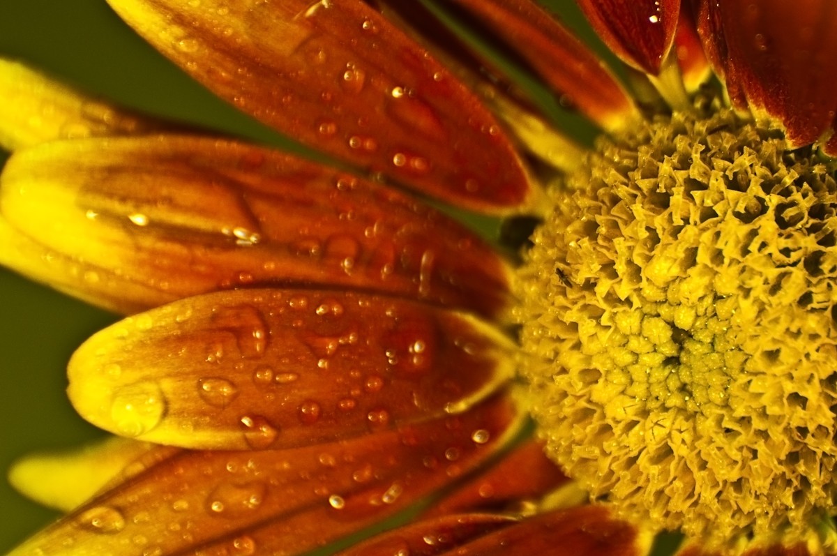 Einfach Blume