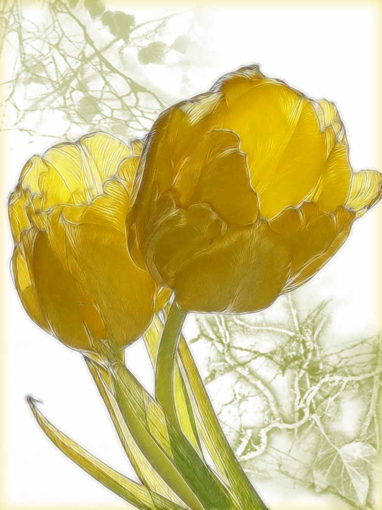 tulpen