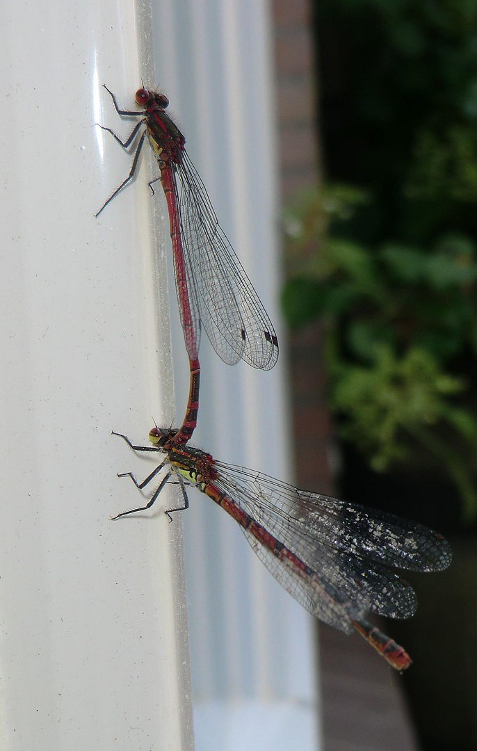 Libellen samen
