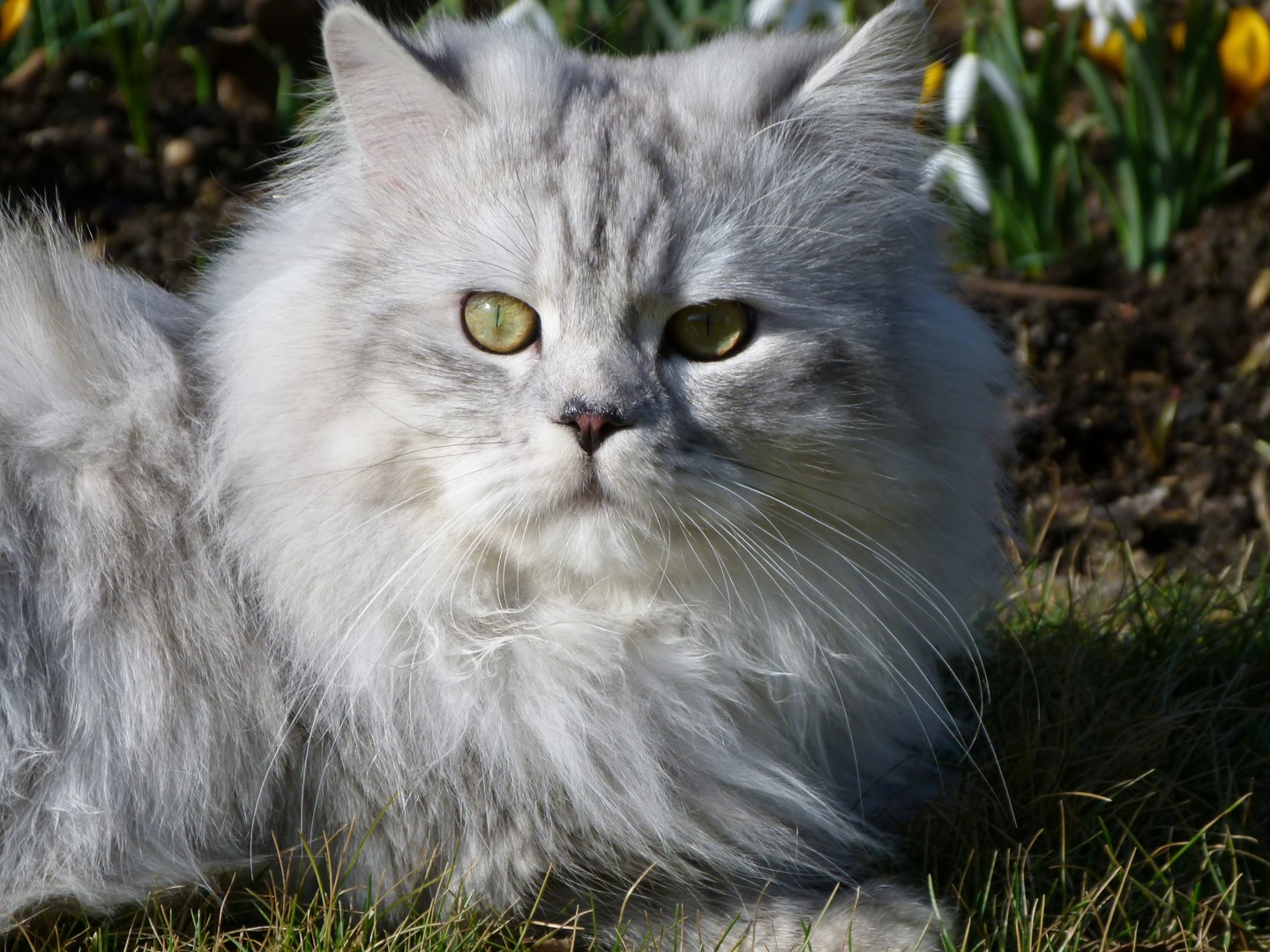 yoshi - mein lieber Kater
