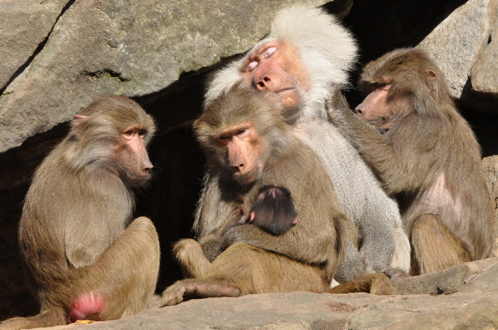 Monkey business