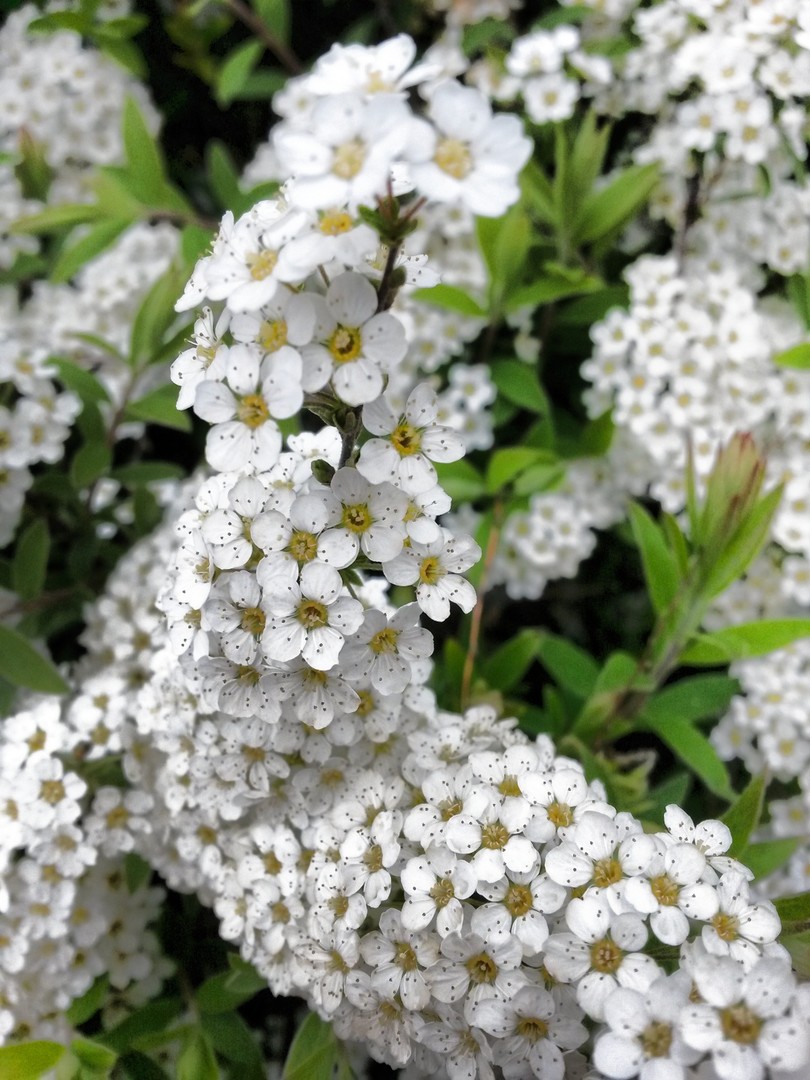 Fleurs
