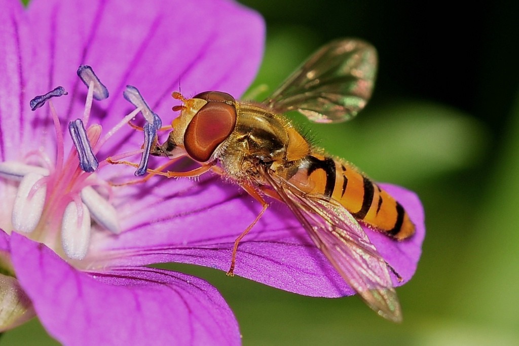 Schwebfliege 