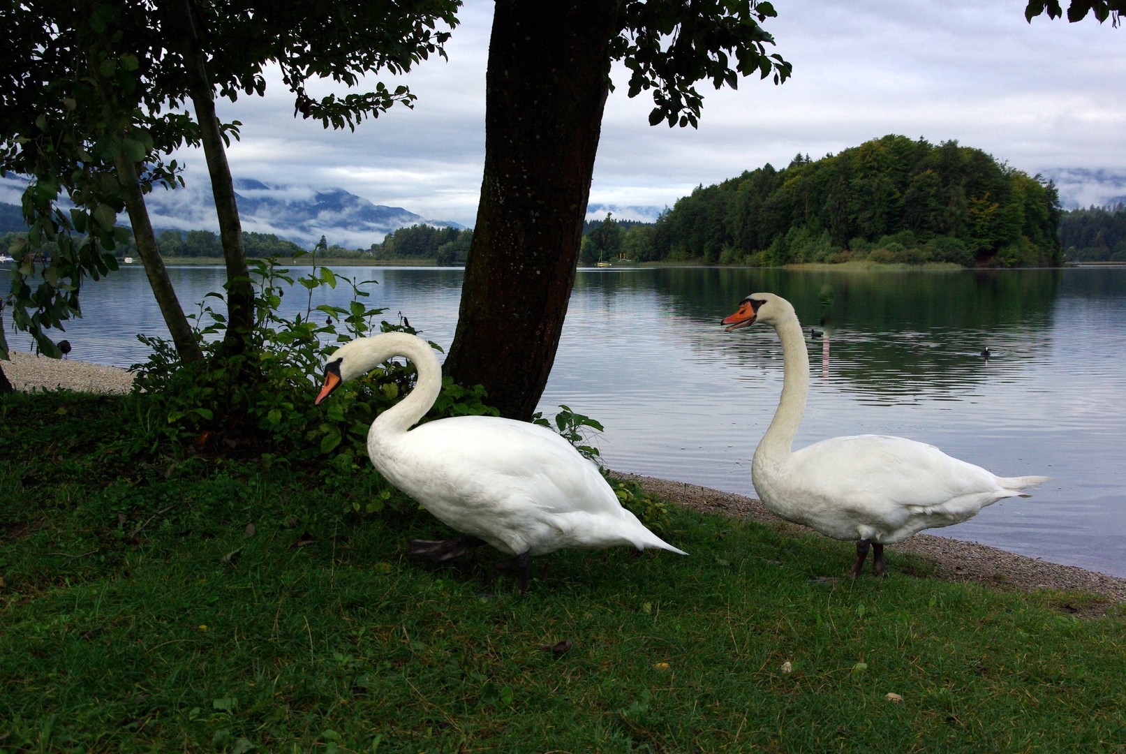 Schwäne am Faaker See