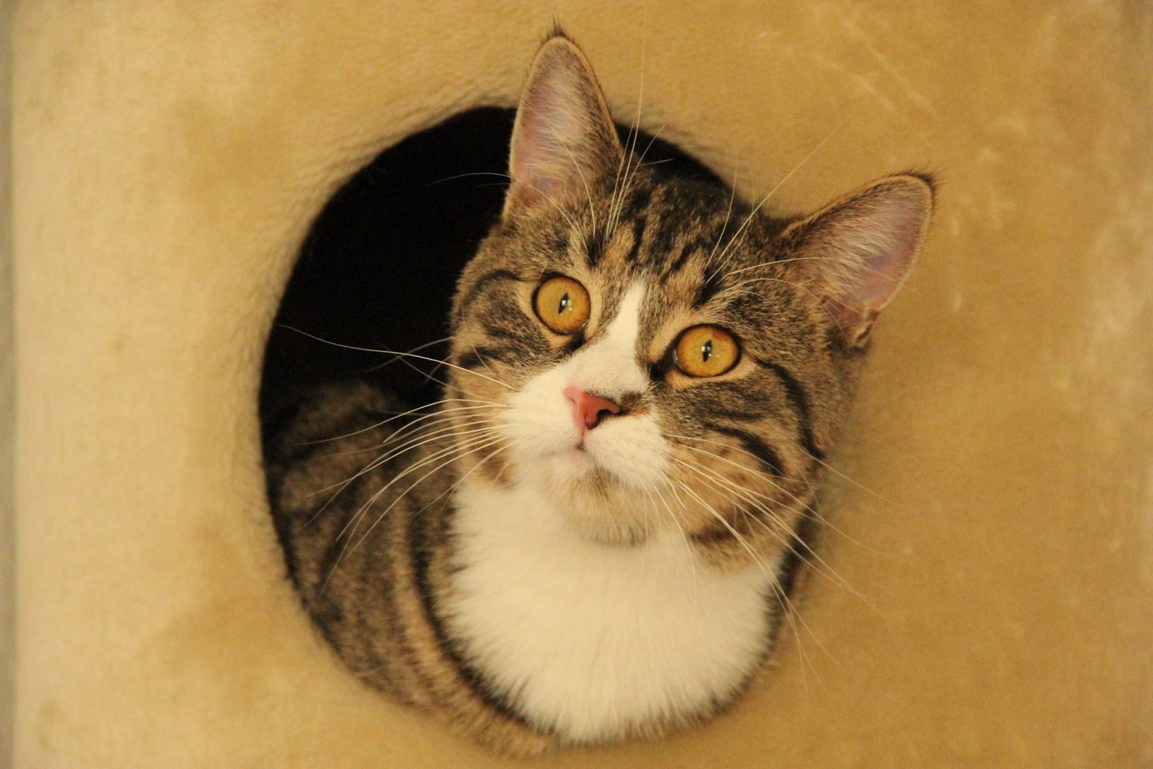 Kater Titus auf Beobachtungsposten!