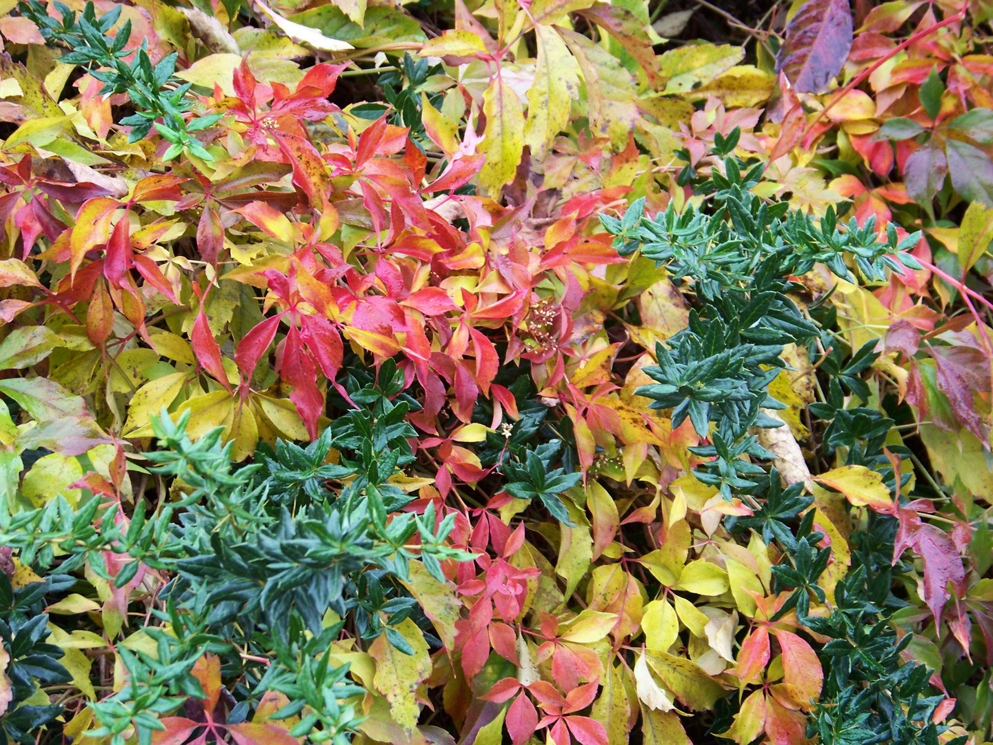 bunter Herbst