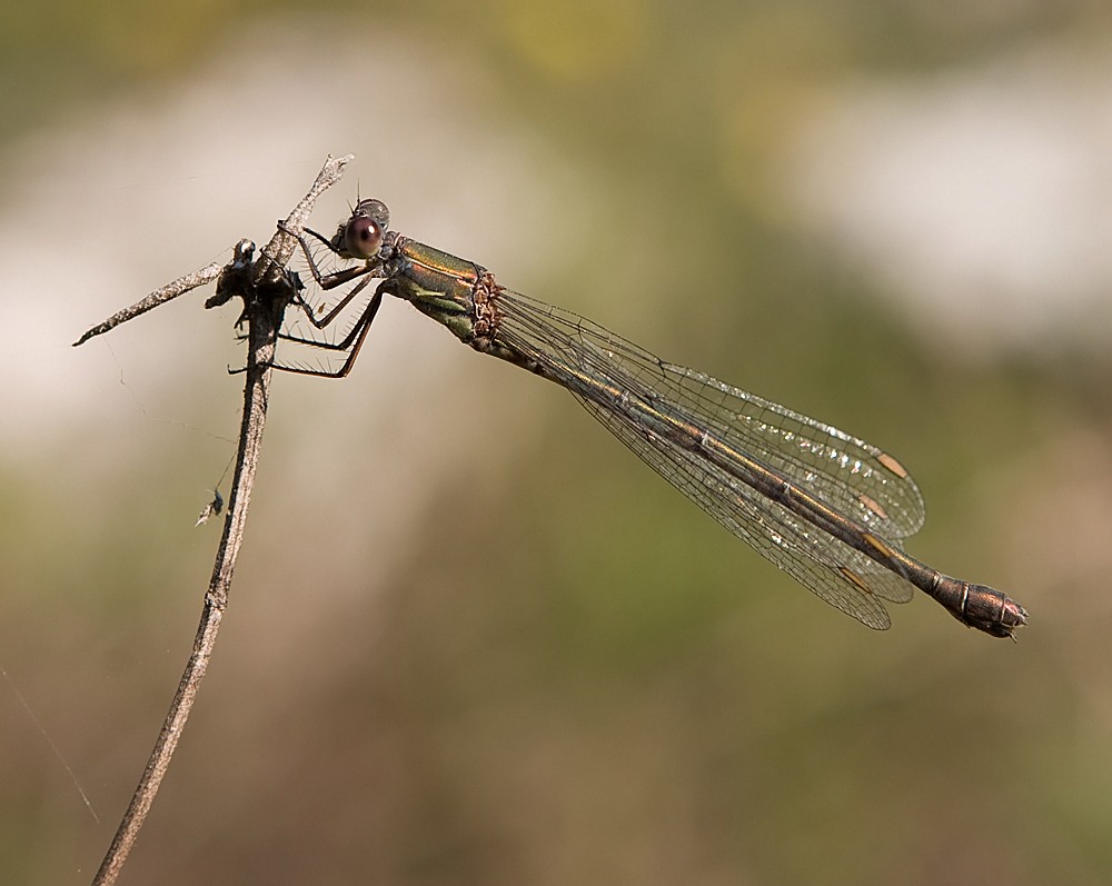 Libellula