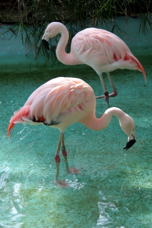 Flamingos