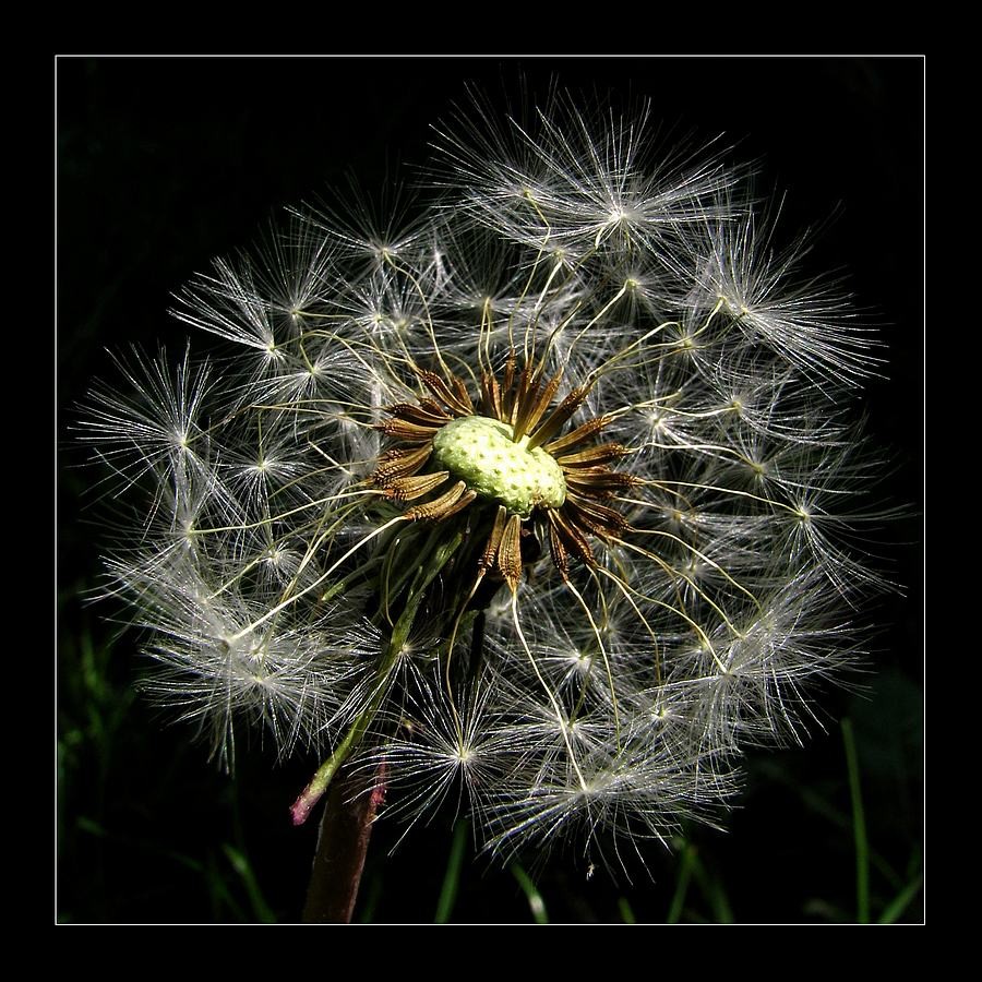 Pluizenbol