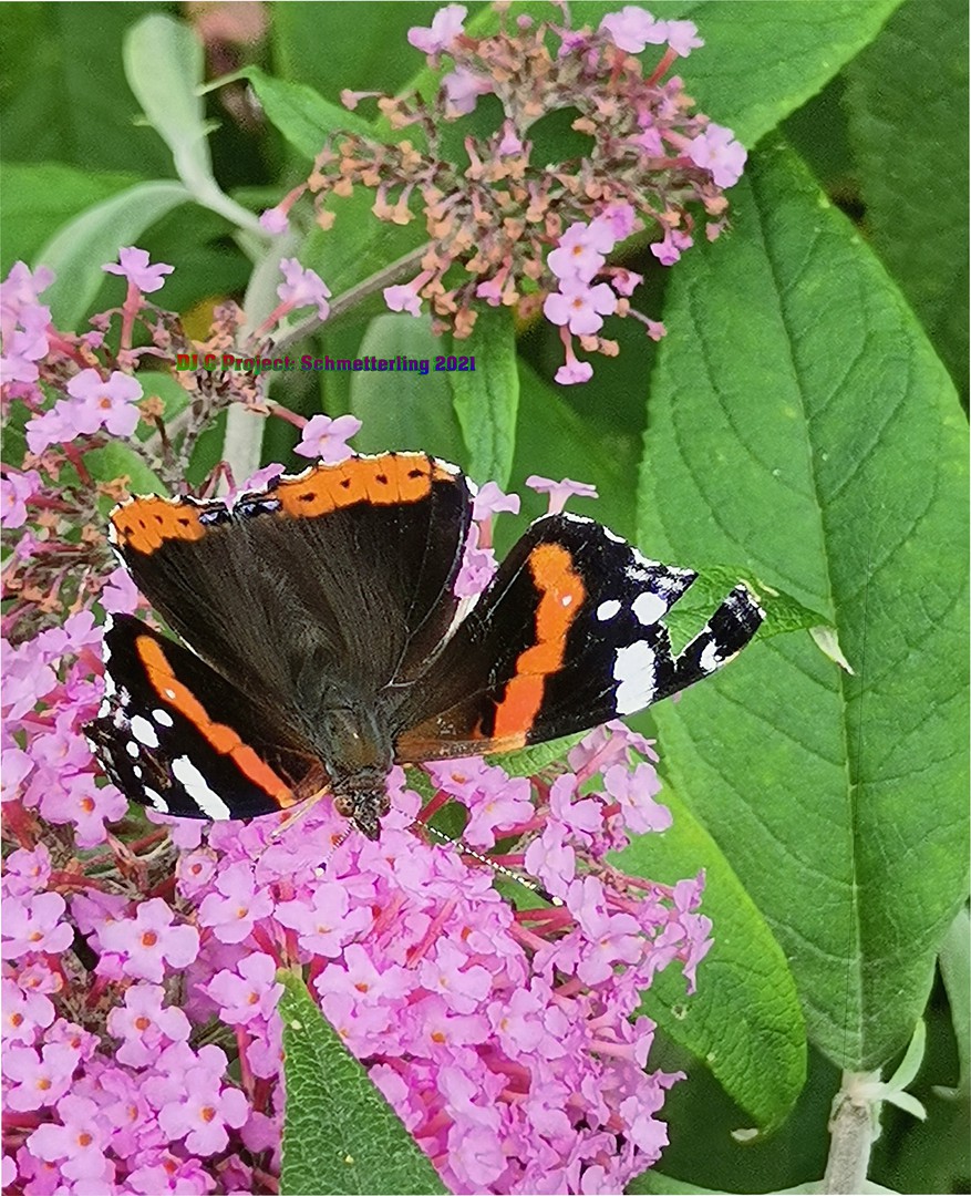 DJ C Project: Schmetterling 2021