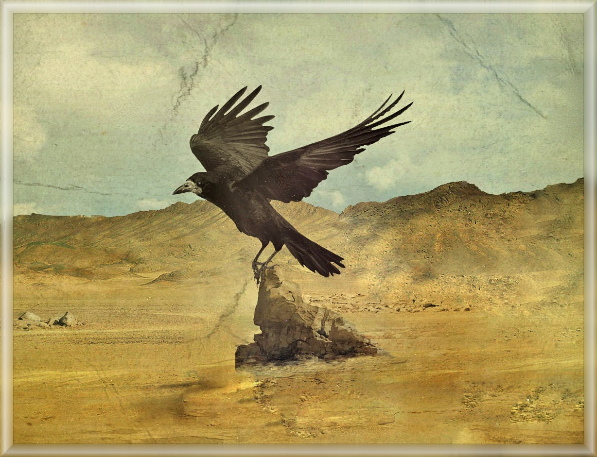 The shadowless bird