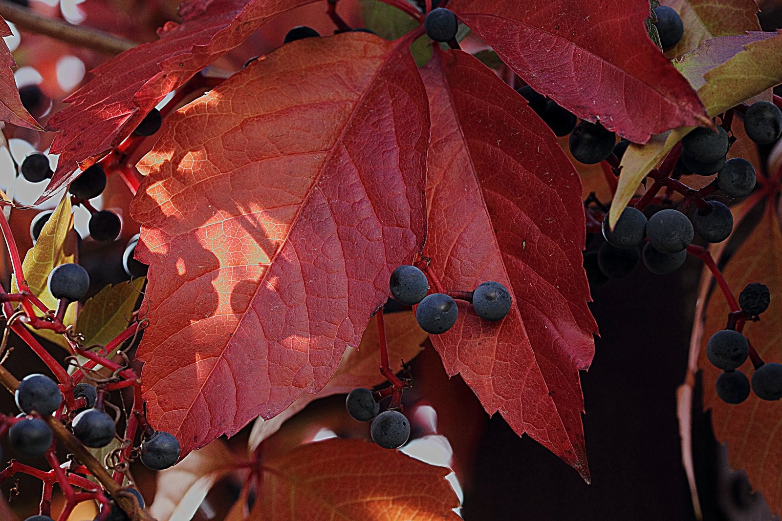 Herbstfarben