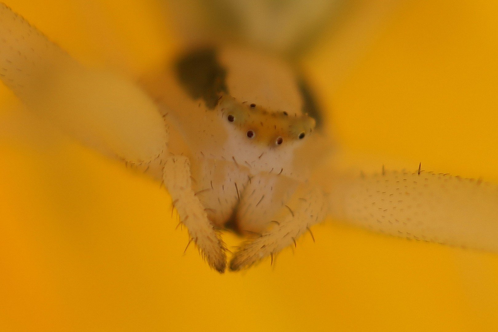 Spinne 5mm