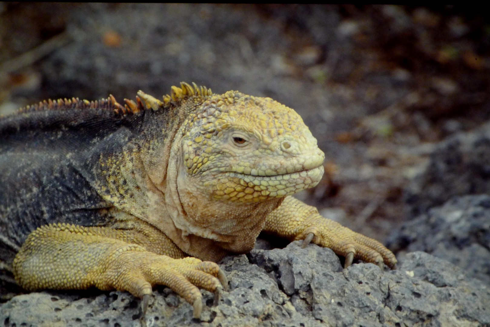 Mini-Drachen aus der vorzeit