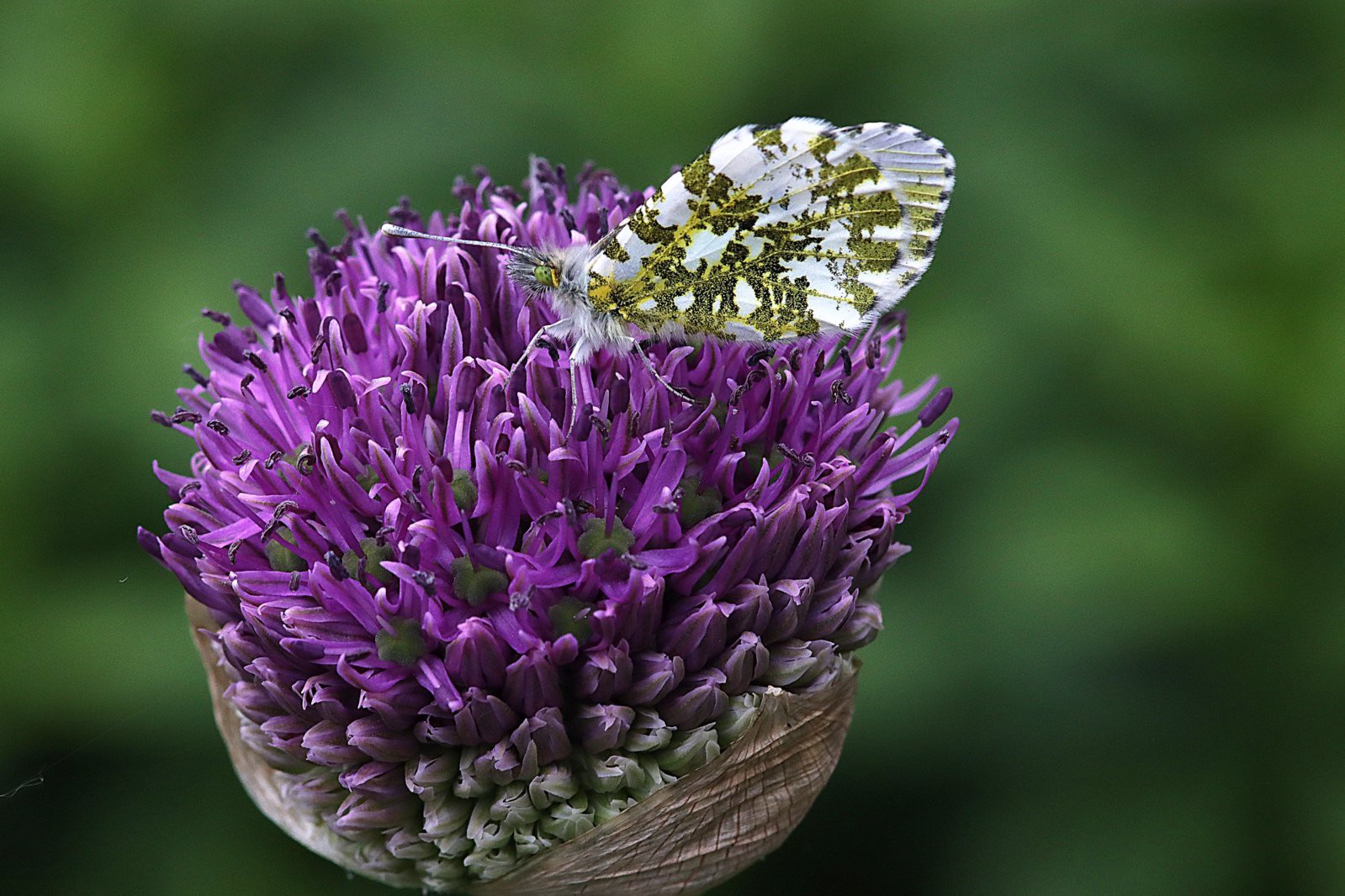 Alium und Aurora