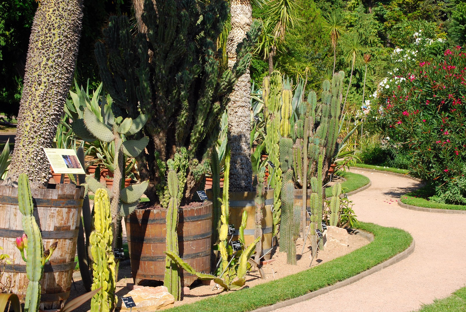Cactus.
