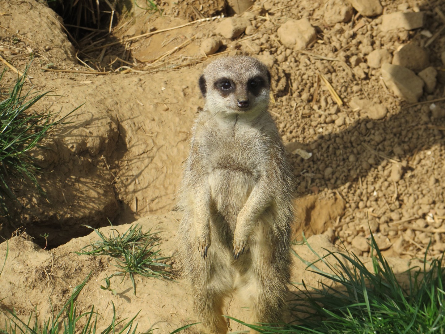 un suricate