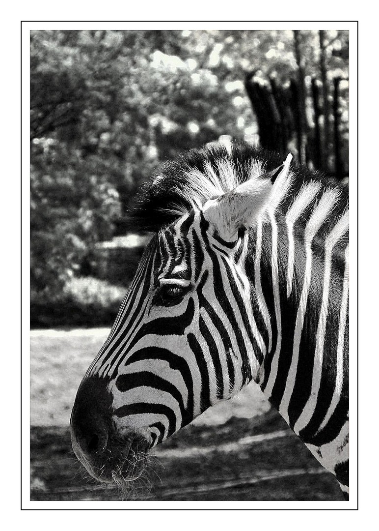 Zebrakopf