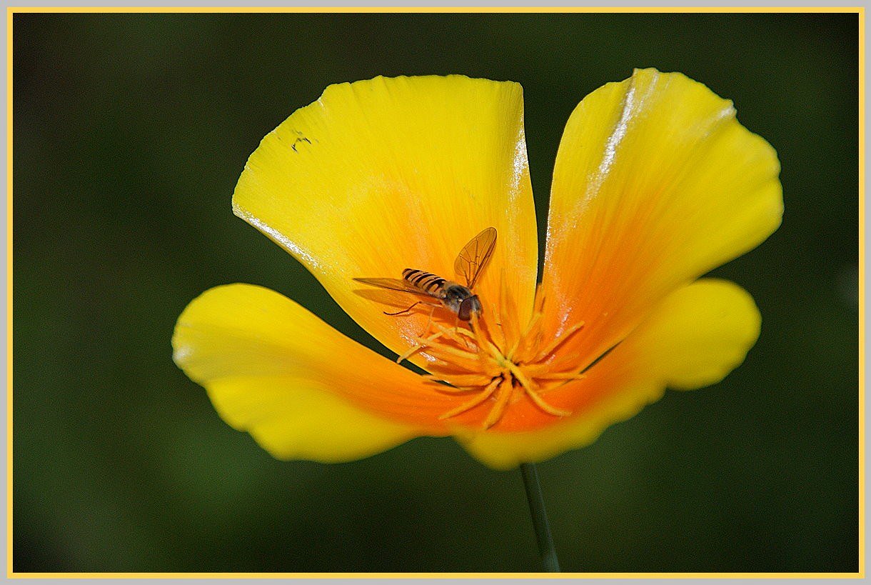 Zauberhafte Natur