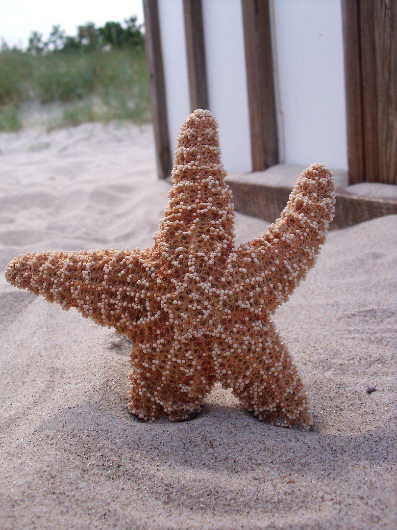 Patrick Star :D