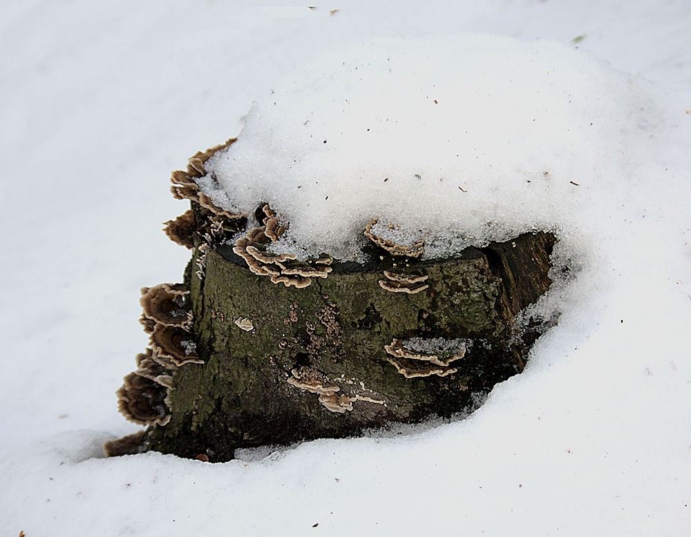 Pilze im Visier