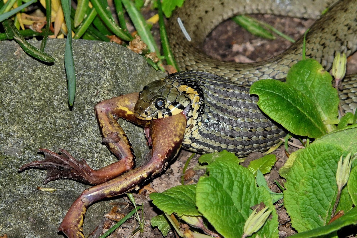Besuch im Gartenteich 2