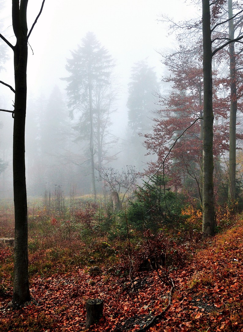 goldener Herbst 3