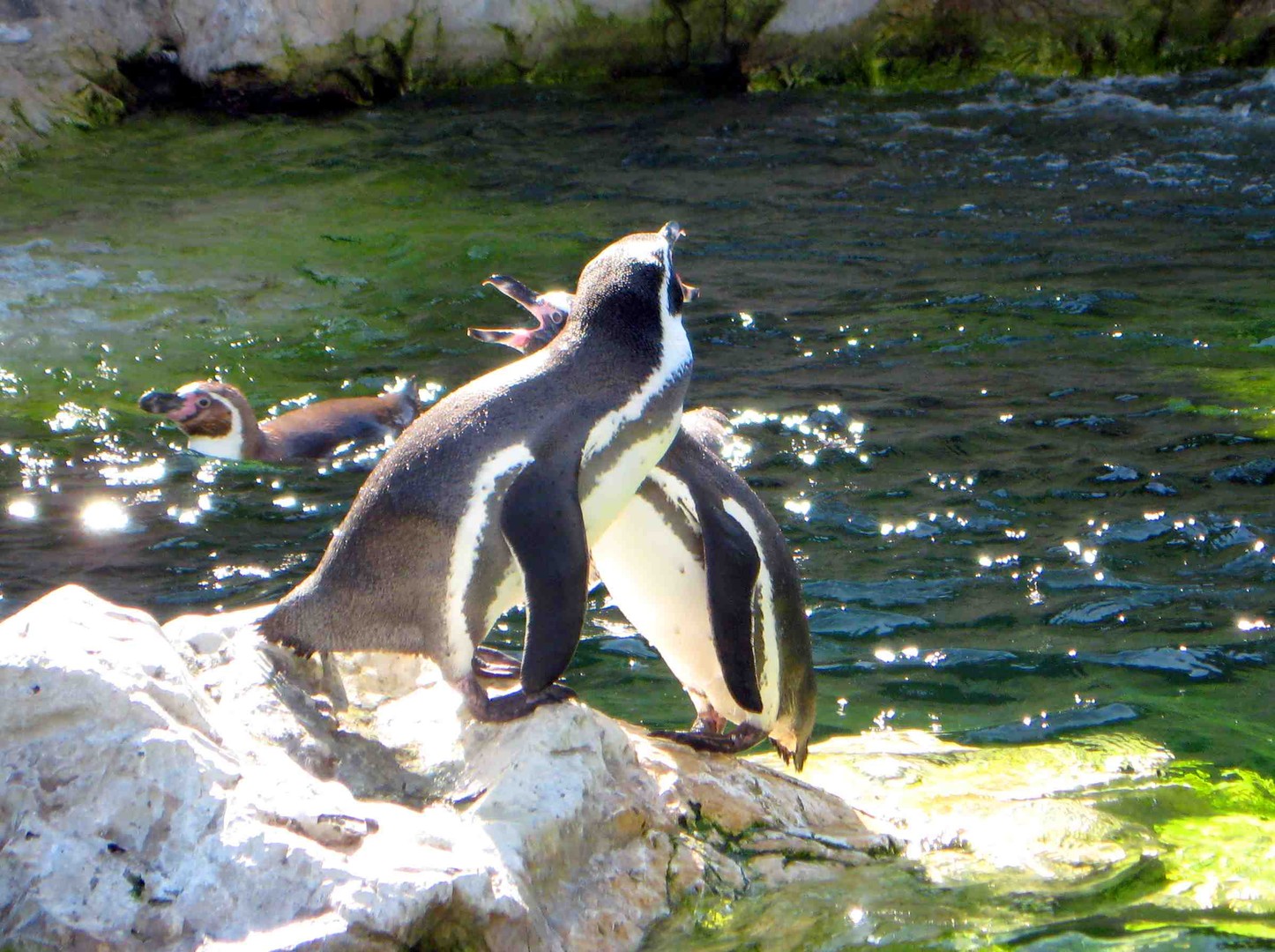PINGUIN-PLAUSCH