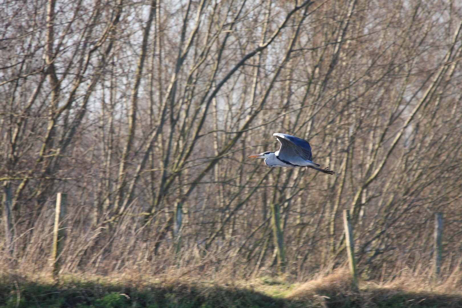 reiger