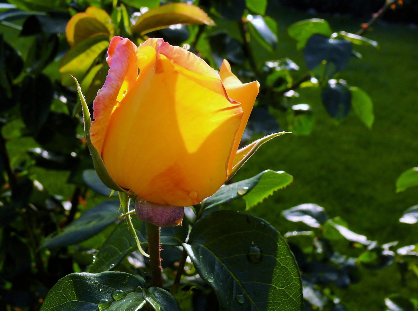 Leucht-Rose in yellow
