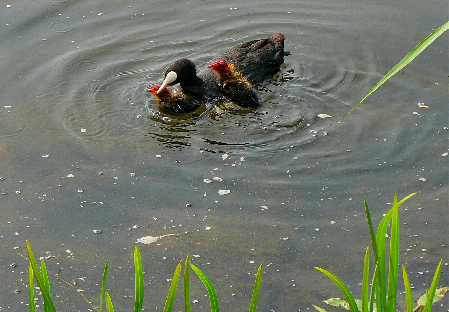 Kleine Familie