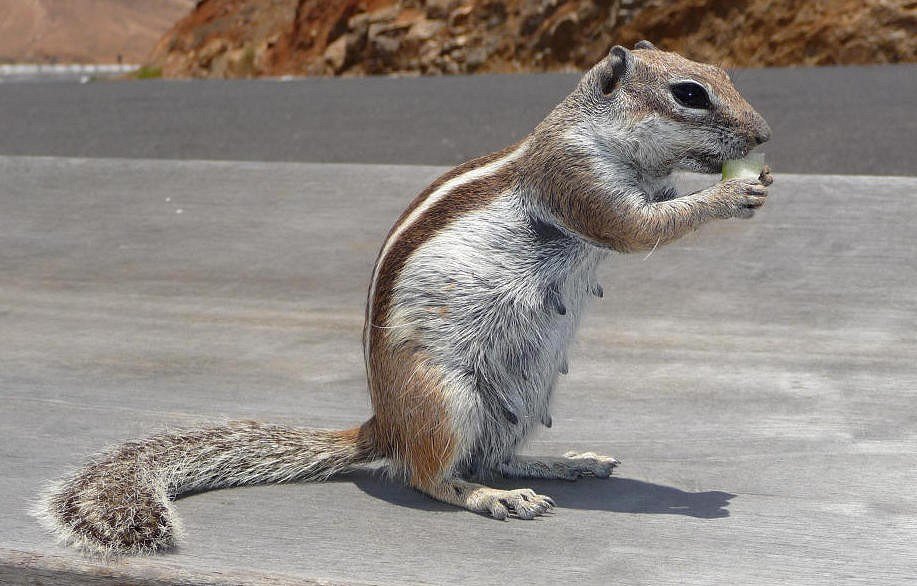 Erdhörnchen