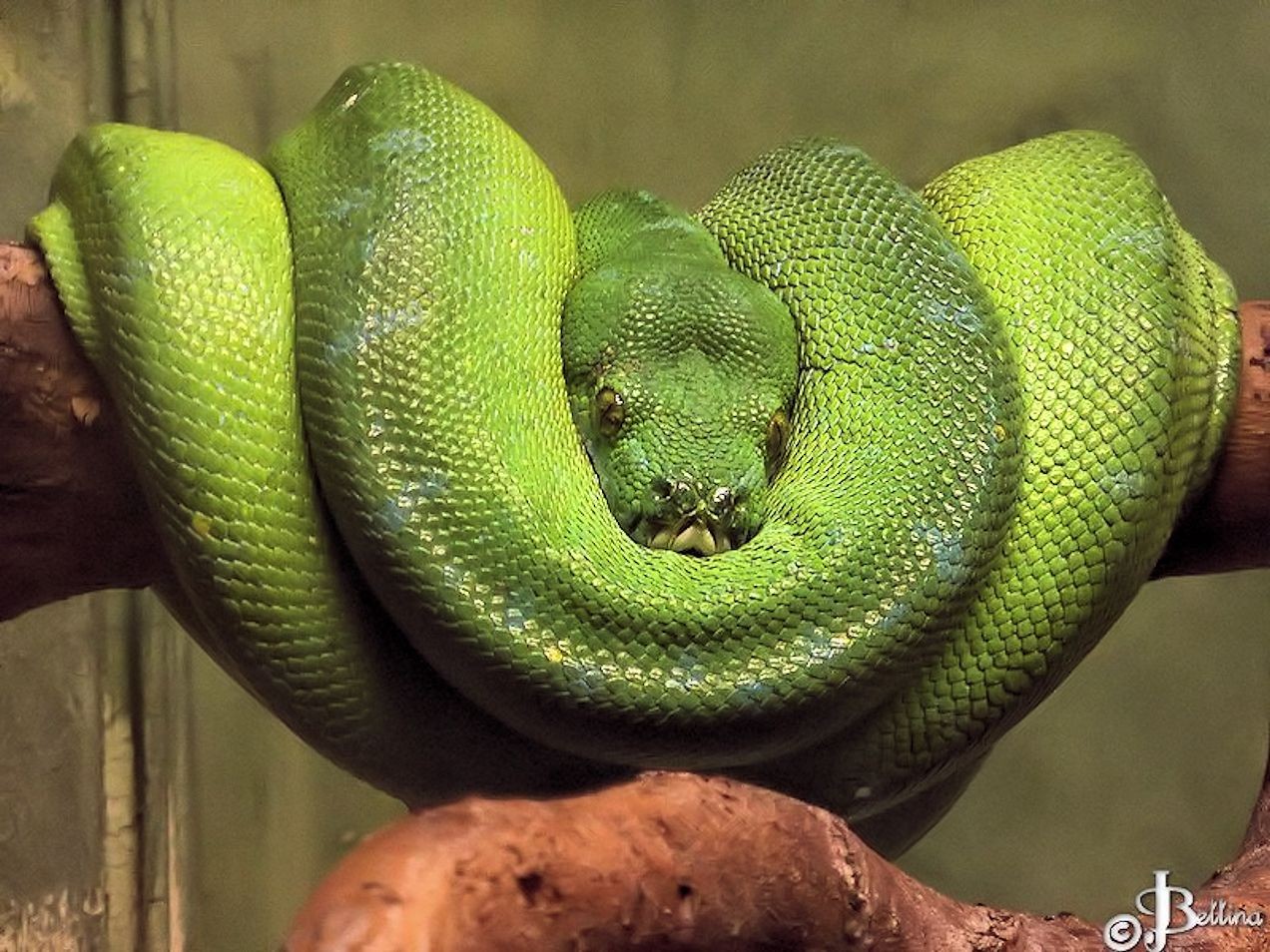 schlange bequeme haltung