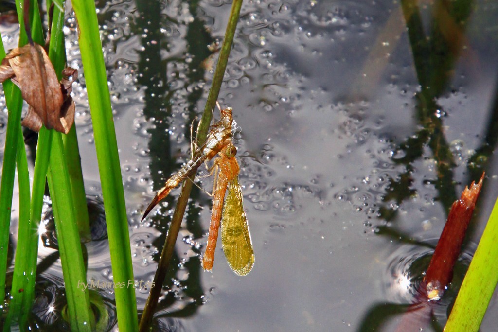 Eine Libelle ist geschlüpft