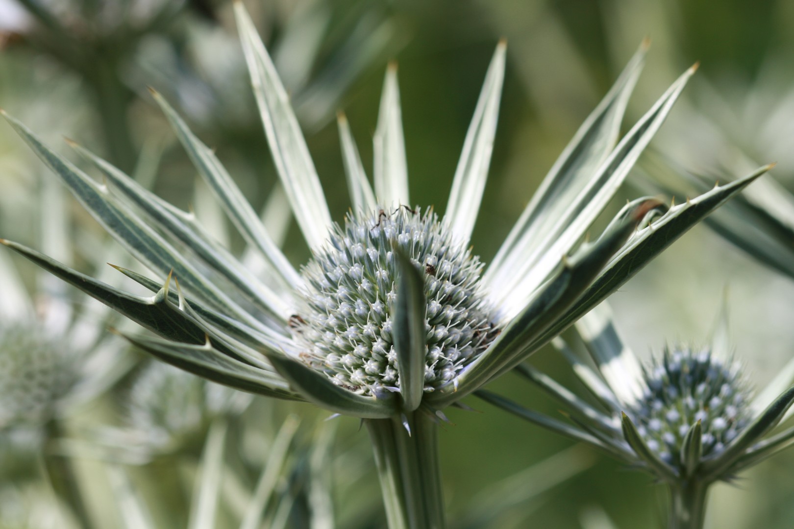 fleur de chrome