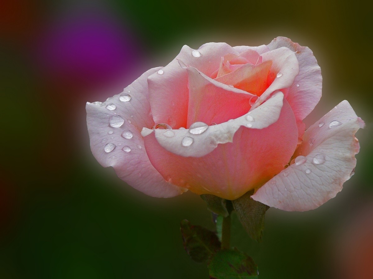 Dei Rose