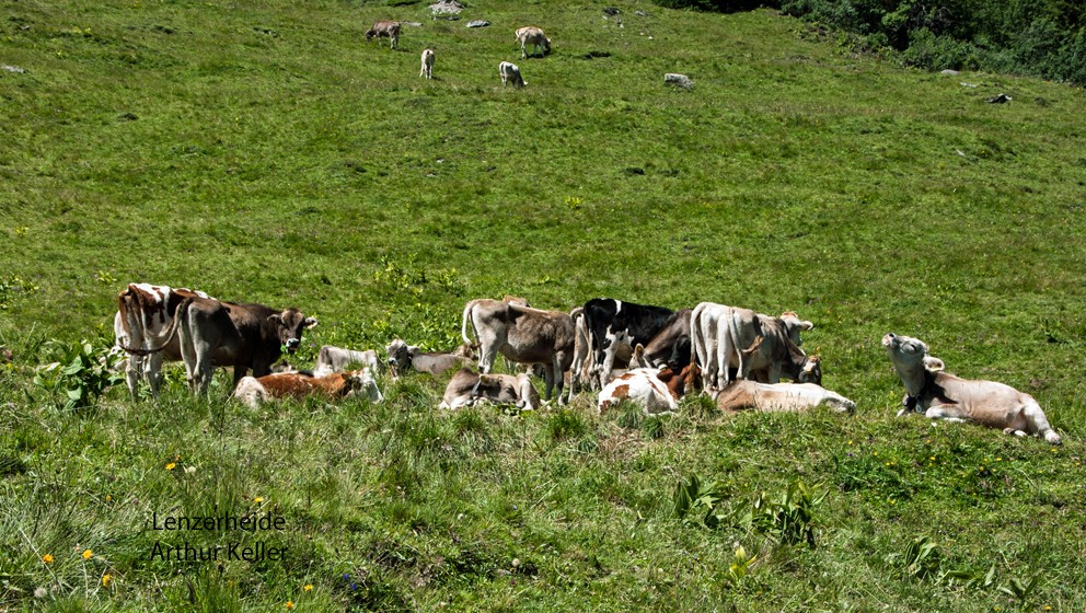 Glückliche Tiere auf der Alp
