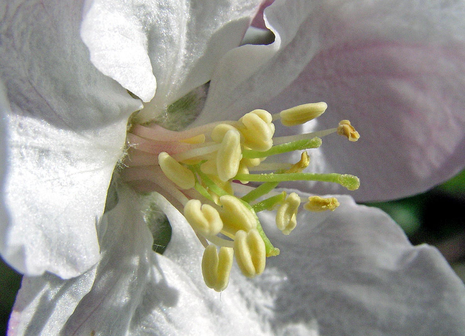 Apfelblüte