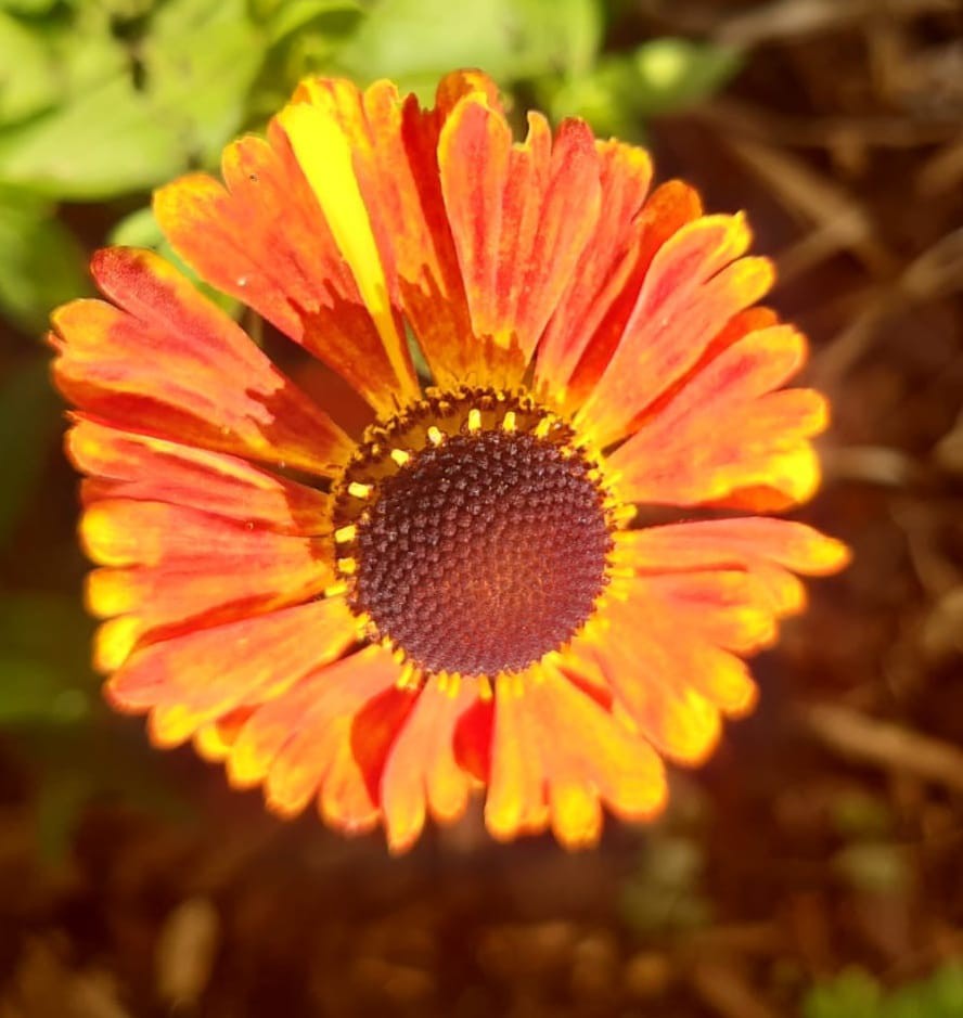 Das ist eine Sonnenblume
