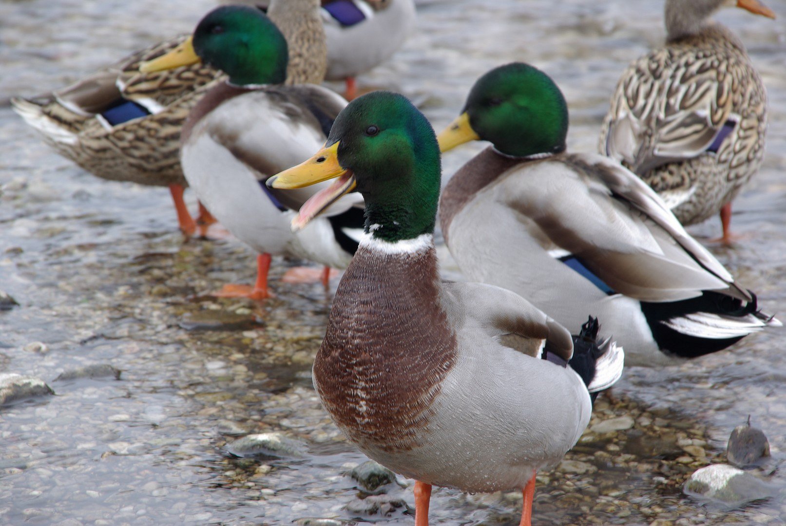 Enten am Chiemsee