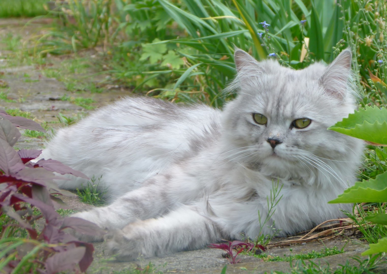 yoshi - mein lieber Kater 3
