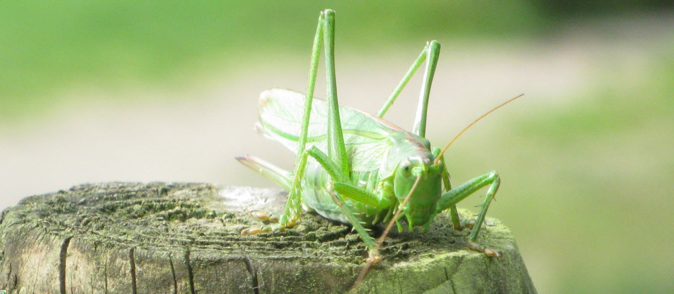 groene sprinkhaan