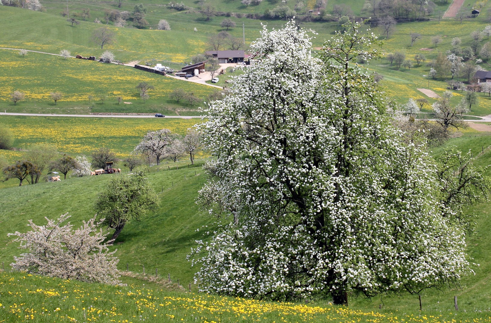 Kirschblüte