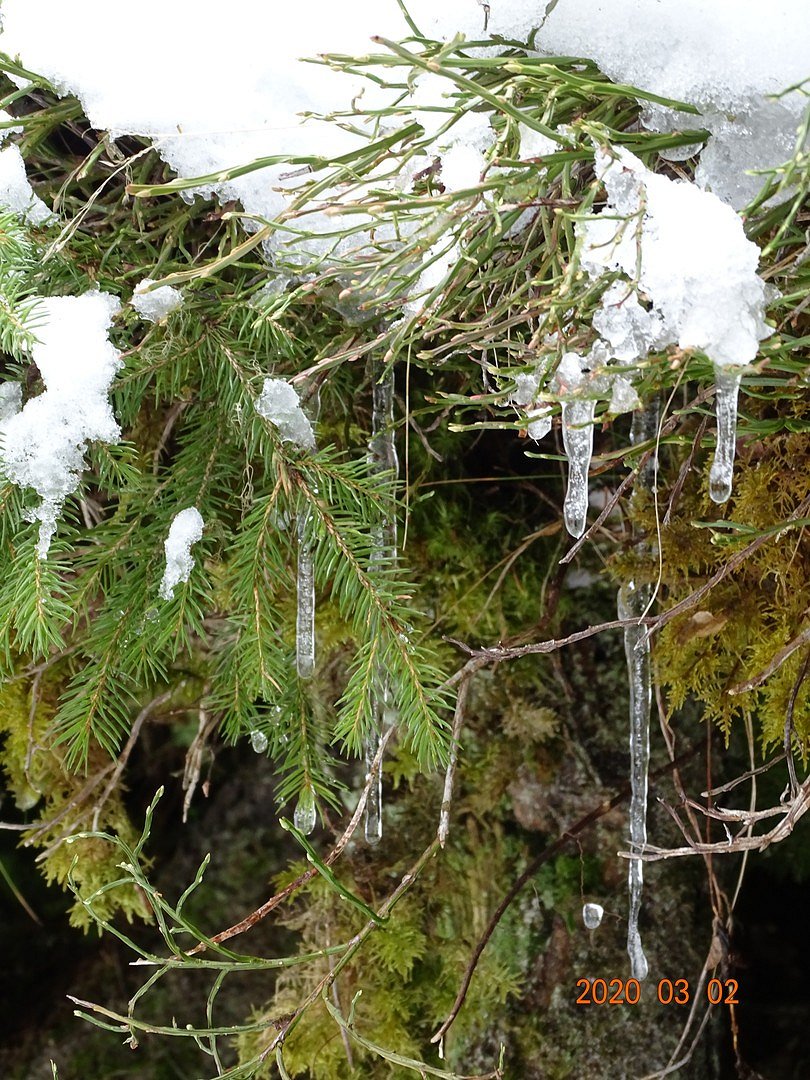 Natur beim Winterwandern entecken