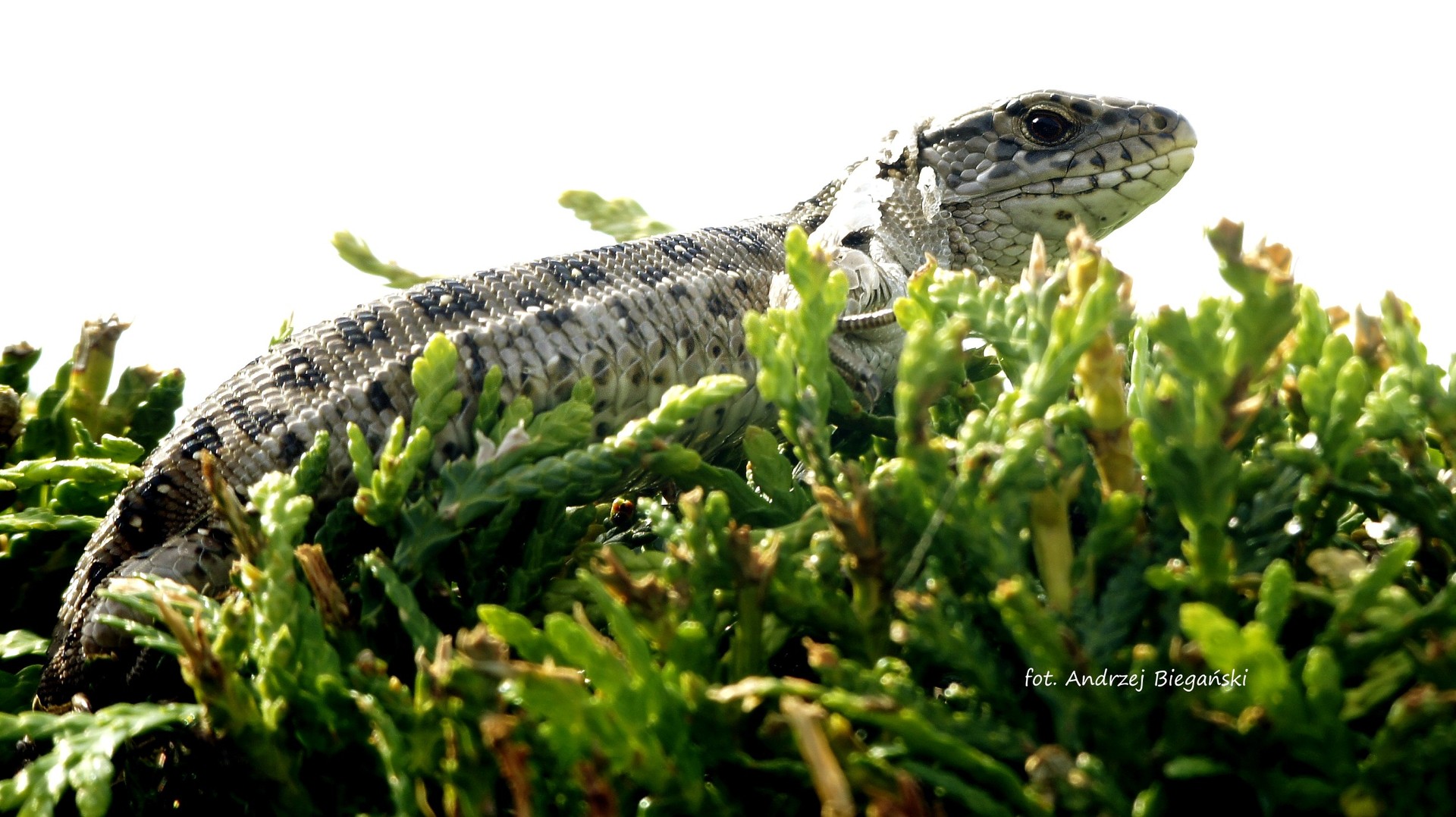 Eidechse - arena Lacerta